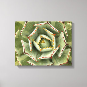 Agave 'Cream Spike' photo Canvas Print