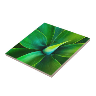 Agave Design Ceramic Tile