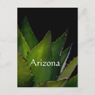 Agave glow Arizona Postcard