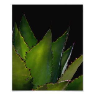 Agave glow photo print