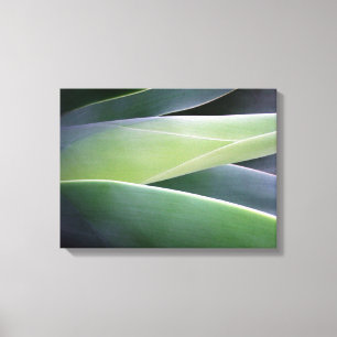 Agave Leaves Canvas Print