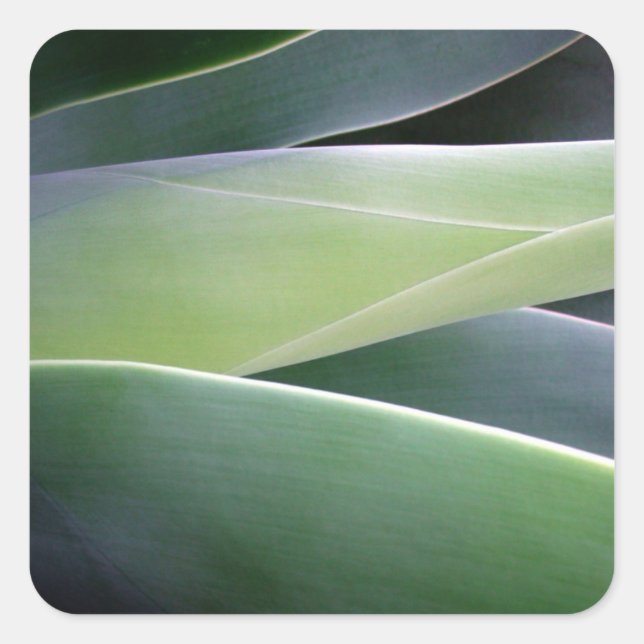 Agave Leaves Square Sticker (Front)