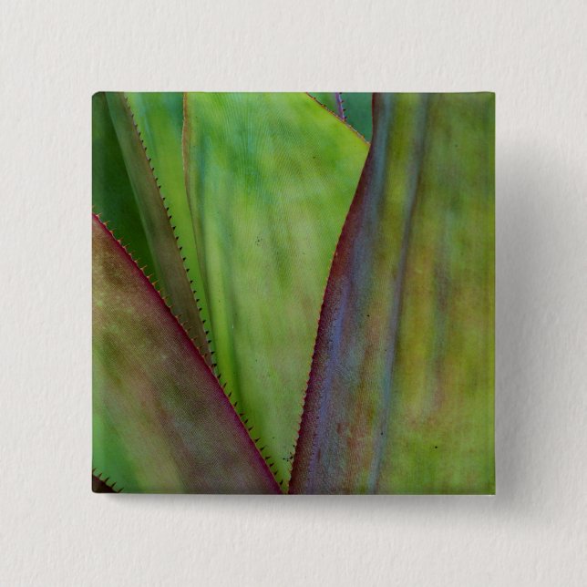 Agave Plant Detail 15 Cm Square Badge (Front)