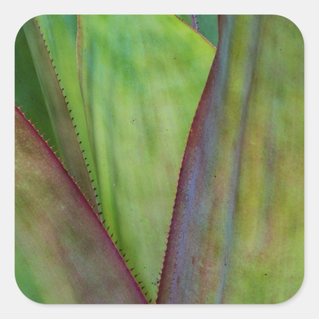 Agave Plant Detail Square Sticker (Front)