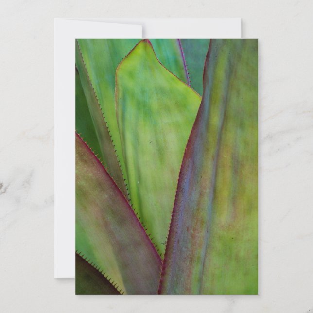 Agave Plant Detail Thank You Card (Front)