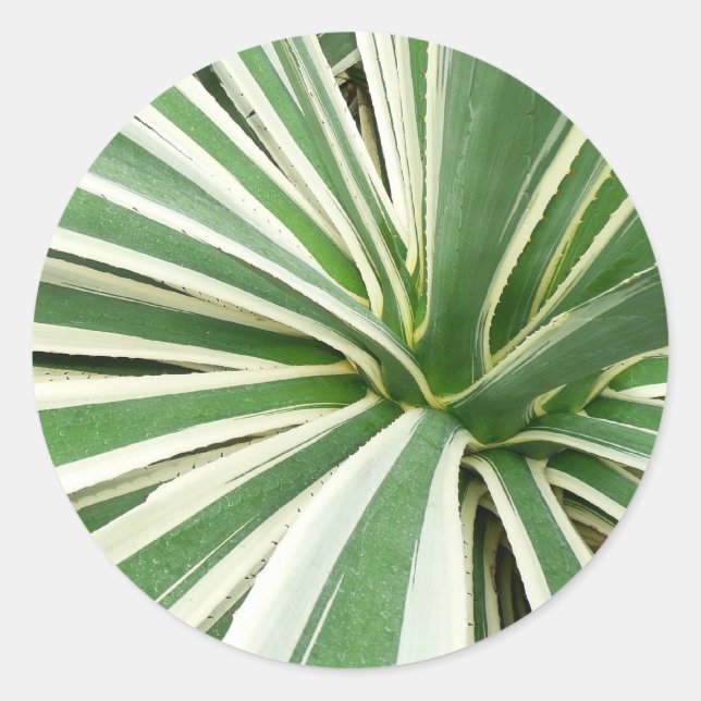 Agave Plant Green and White Striped Classic Round Sticker (Front)