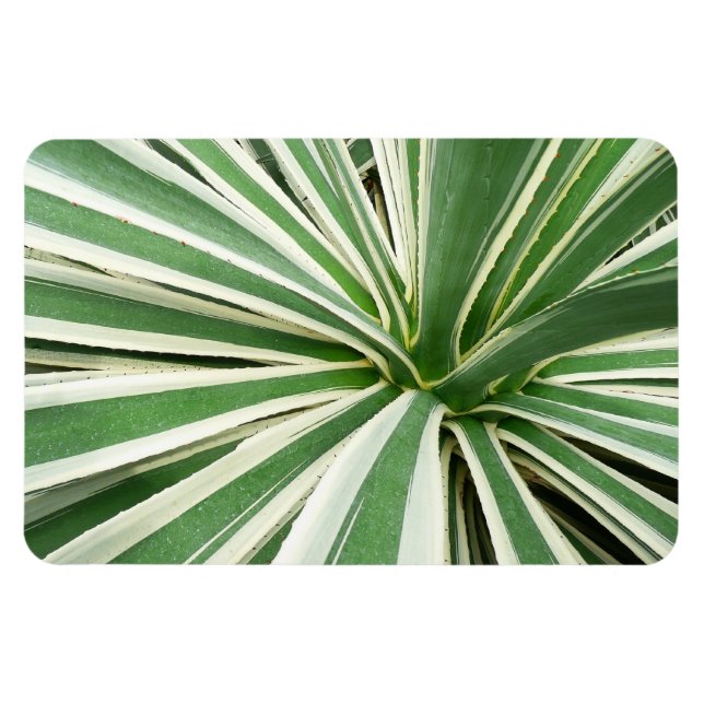 Agave Plant Green and White Striped Magnet (Horizontal)
