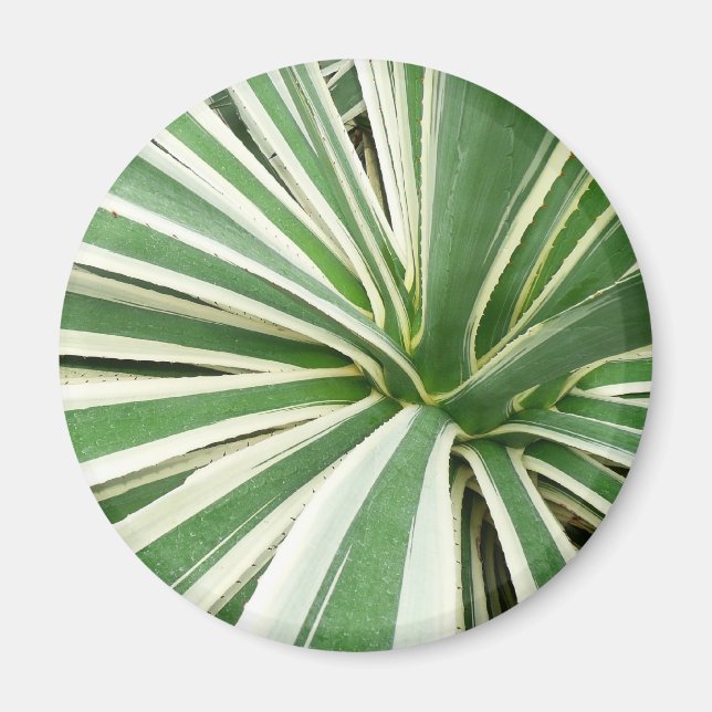 Agave Plant Green and White Striped Magnet (Front)