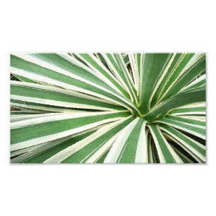 Agave Plant Green and White Striped Photo Print