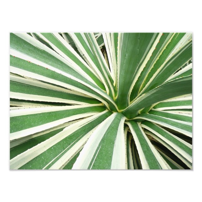 Agave Plant Green and White Striped Photo Print (Front)