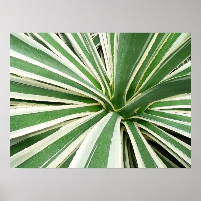 Agave Plant Green and White Striped Poster (Front)