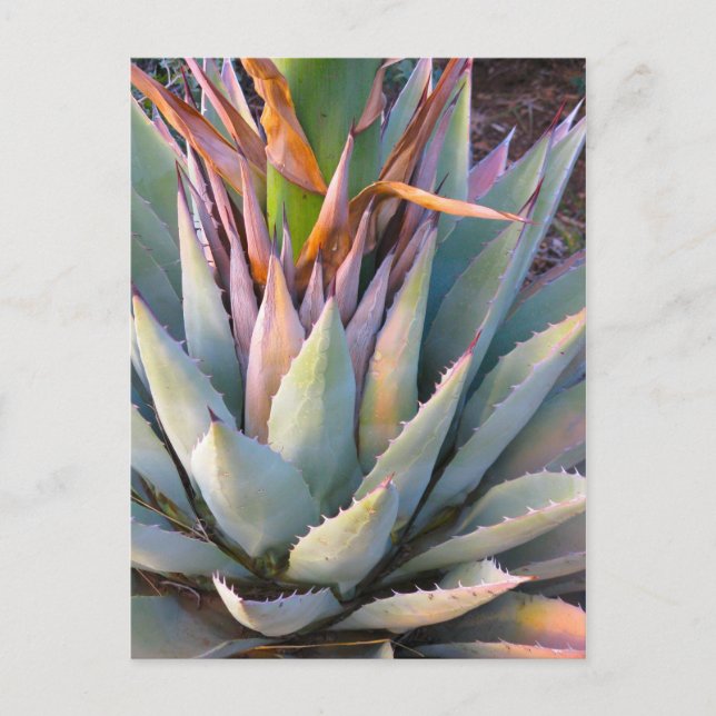 Agave plant Postcard (Front)