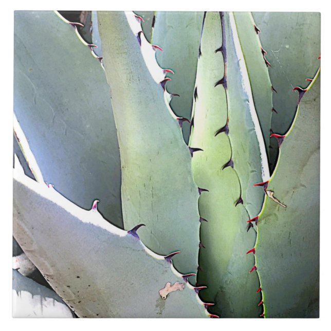 Agave Plant Succulent Blue Cacti Botanical Desert  Tile (Front)