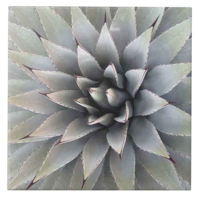 Agave Plant Succulent Blue Cacti Botanical Desert Tile (Front)