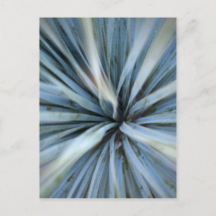 Agave Postcard