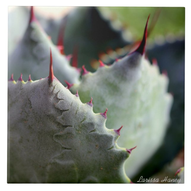 Agave potatorum Tile (Front)