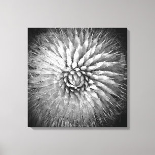 Agave Spikes Black and White on Canvas 22" x 22" Print