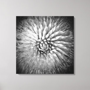 Agave Spikes Black and White on Canvas 22" x 22" Print
