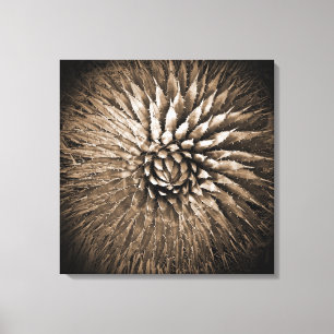 Agave Spikes Sepia Print on Canvas 22" x 22"