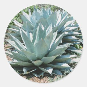 Agave Succulent Plant Cactus Green sage Classic Round Sticker