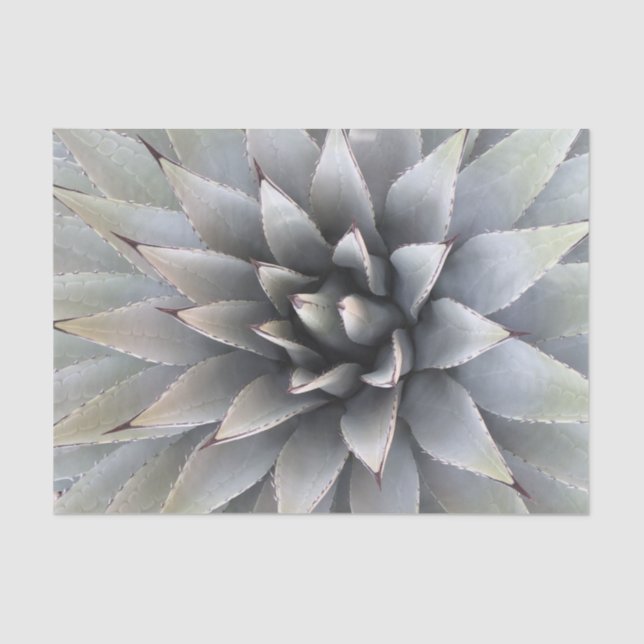 Agave Succulent Plant Cactus Green sage Tissue Paper (Front)