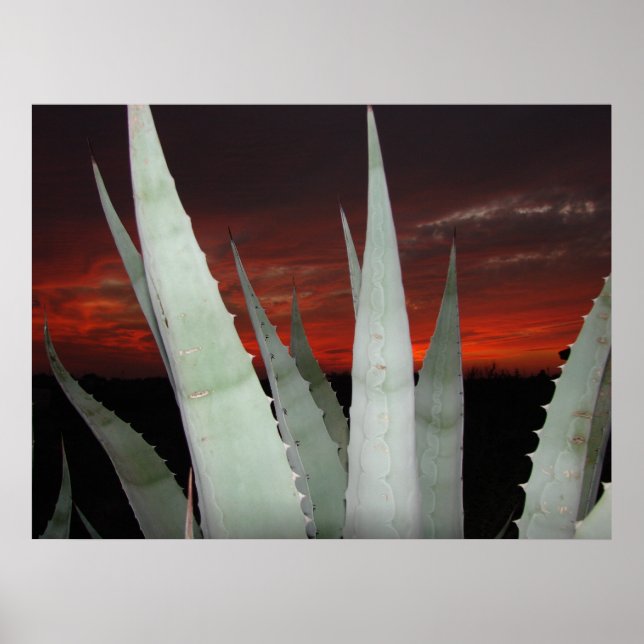 Agave Sunset Poster (Front)