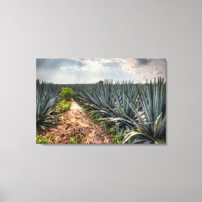 Agave Tequilana Canvas Print (Front)