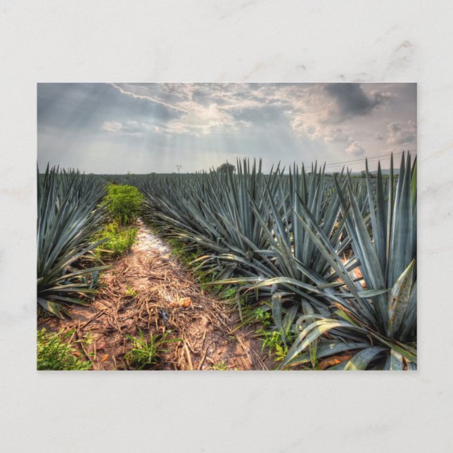 Agave Tequilana Postcard (Front)