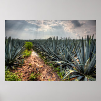 Agave Tequilana Poster