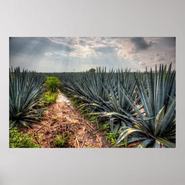 Agave Tequilana Poster (Front)