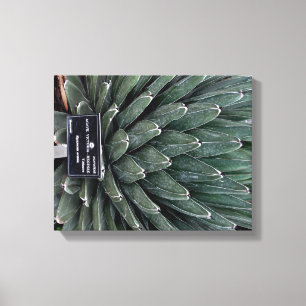Agave Victoria Plant Photo Wrapped Canvas Print
