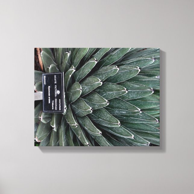 Agave Victoria Plant Photo Wrapped Canvas Print (Front)