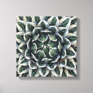 Agave victoria-reginae photo by Debra Lee Baldwin Canvas Print