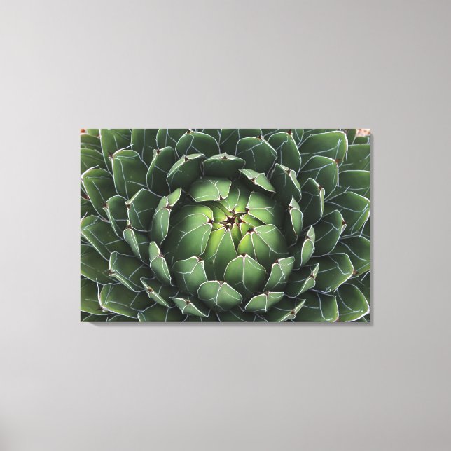 Agave victoriae-reginae Canvas Print (Front)