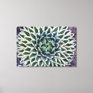 Agave victoriae-reginae Canvas Print