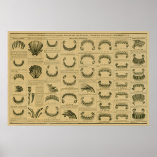 Age of Horse by Teeth Chart Dental Anatomy Poster