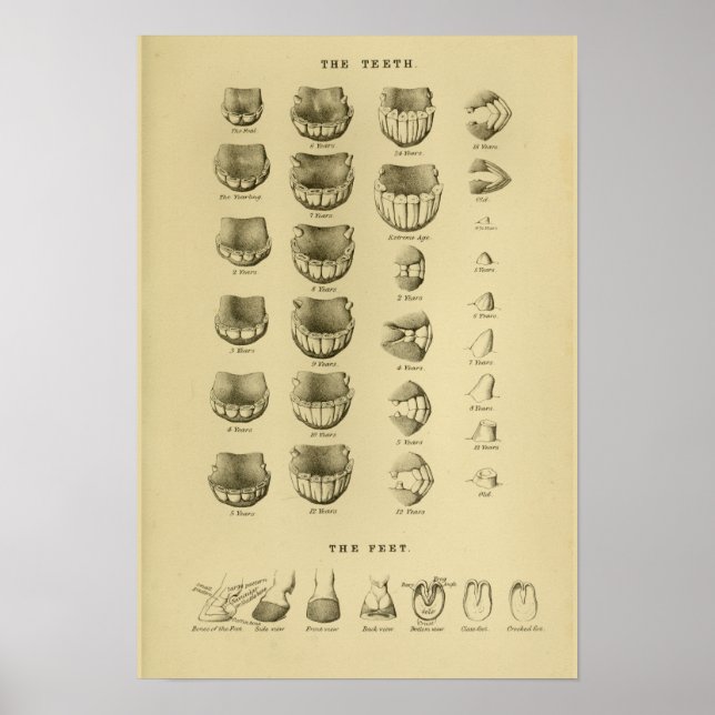 Age of Horse by Teeth Chart Dental Anatomy Poster (Front)