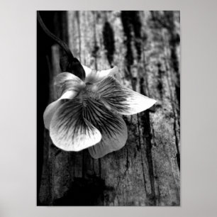 Age of Innocence Poster