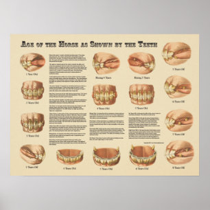 Age of the Horse Shown by the Teeth Chart