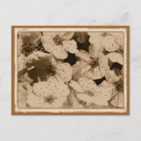 Aged Flowers Postcard