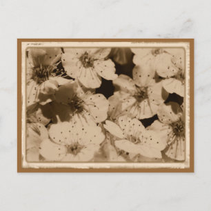 Aged Flowers Postcard
