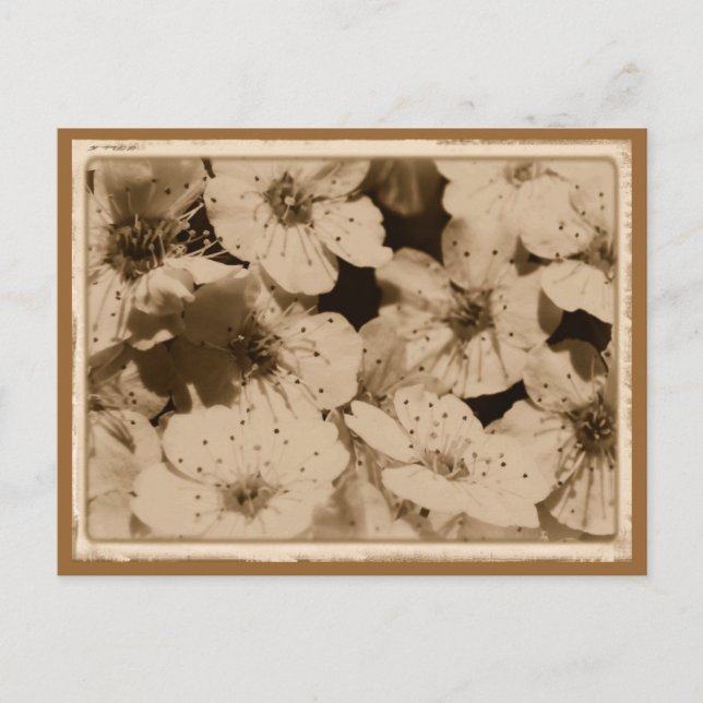 Aged Flowers Postcard (Front)