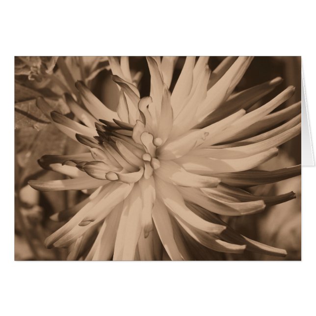Aged Sepia Dahlia Flower Photography Card (Front Horizontal)