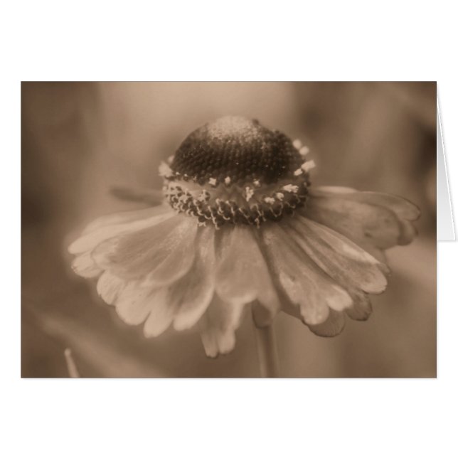 Aged Sepia Daisy Flower Photography Card (Front Horizontal)