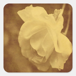 Aged Vintage Rose Flower Square Sticker