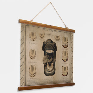 Ages of the Horse, Mouth Teeth Equine Dental Chart Hanging Tapestry