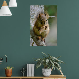 Agile Brown Squirrel in Alberta Poster