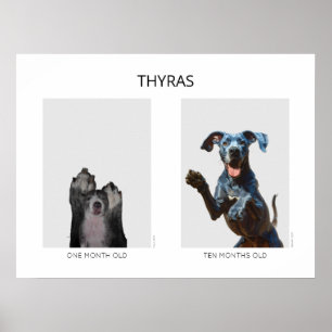 Aging personalized Great Dane  Poster
