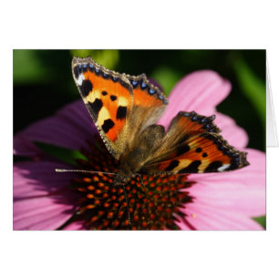Aglais urticae
