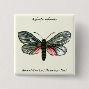Aglaope infausta - Almond-Tree Leaf Skeletonizer 15 Cm Square Badge
